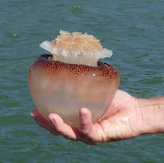 Can You Survive Lost At Sea By Eating Jellyfish - MyWaterEarth&Sky