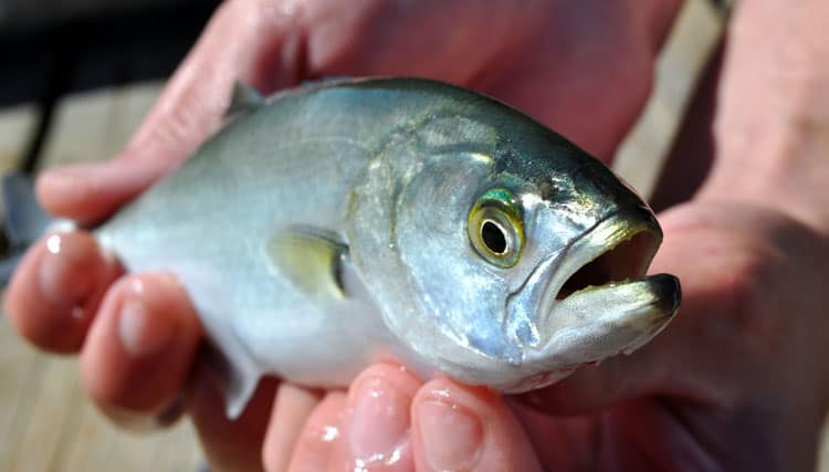 bluefish images