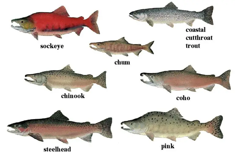 What Is Snagging Alaska Salmon MyWaterEarth&Sky