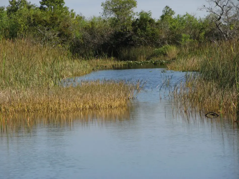 Do Largemouth Bass Live In Brackish Water