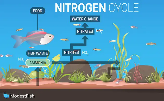 How-To-Nitrogen-Cycle-Fish-Tank-Graphic