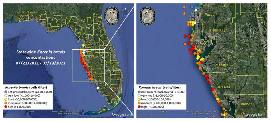 red tide florida map now