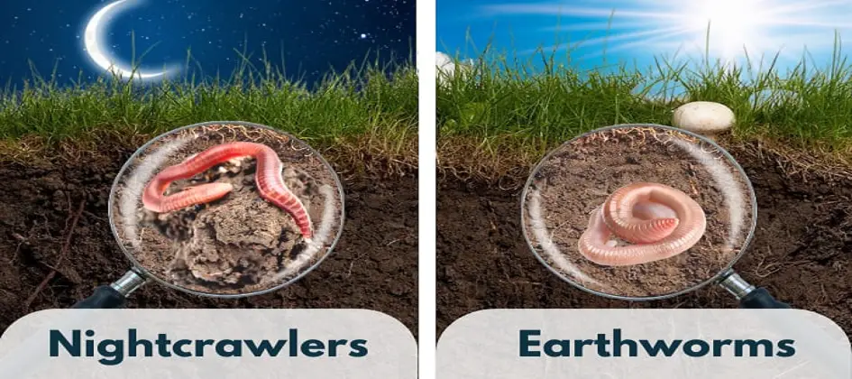Nightcrawlers Vs Earthworms – MyWaterEarth&Sky