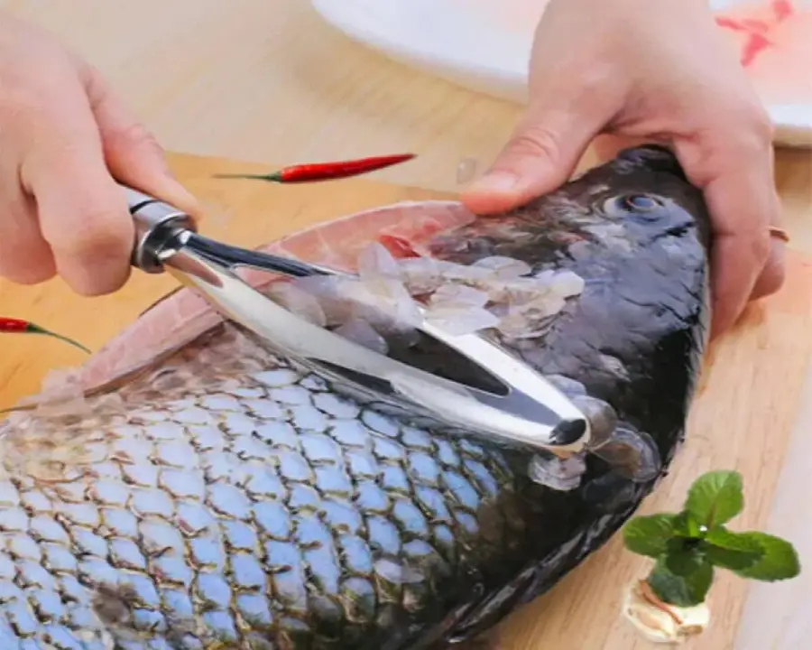 Why Do Fish Have Scales and The Importance of Fish Scales