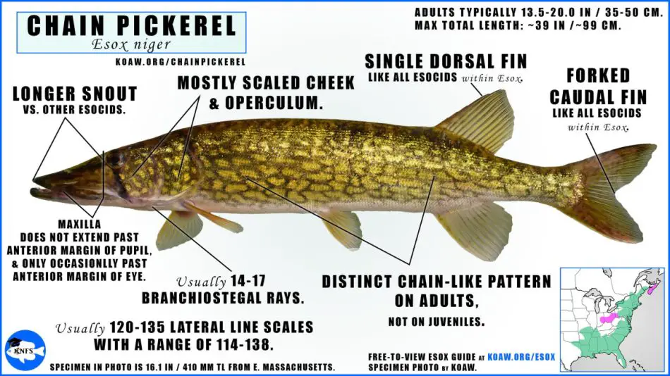 What Are Ideal Water Conditions For Pickerel 2024 Atlantic Hurricane ...