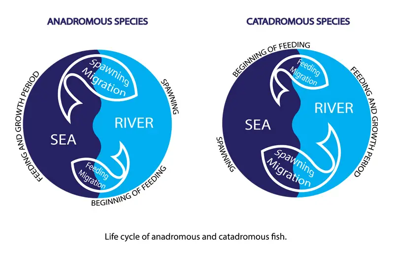 What Is A Catadromous Fish: Understanding Catadromous Fish Migration ...